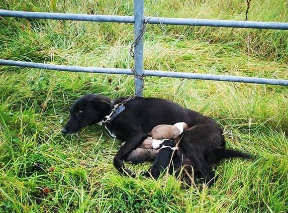 Puppies receiving care