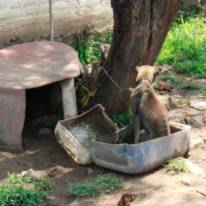 abandoned dog