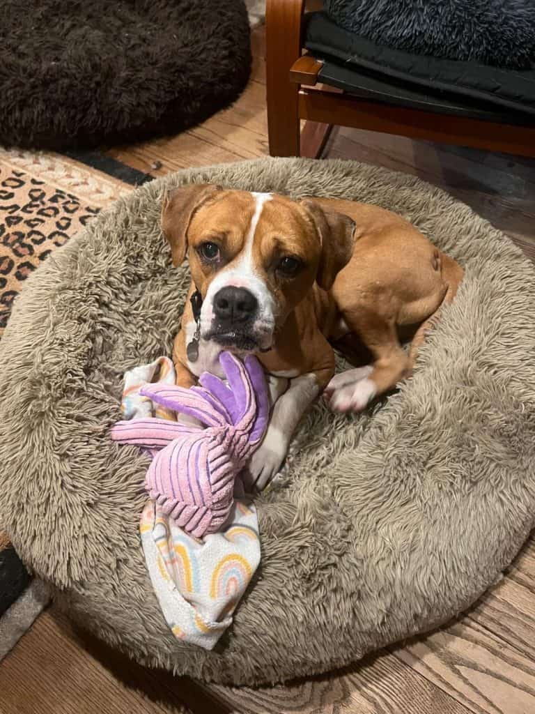 Recovered dog