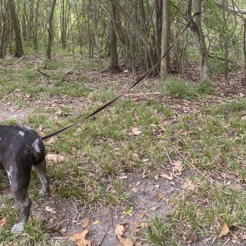 dog tied by the leg stands in the forest
