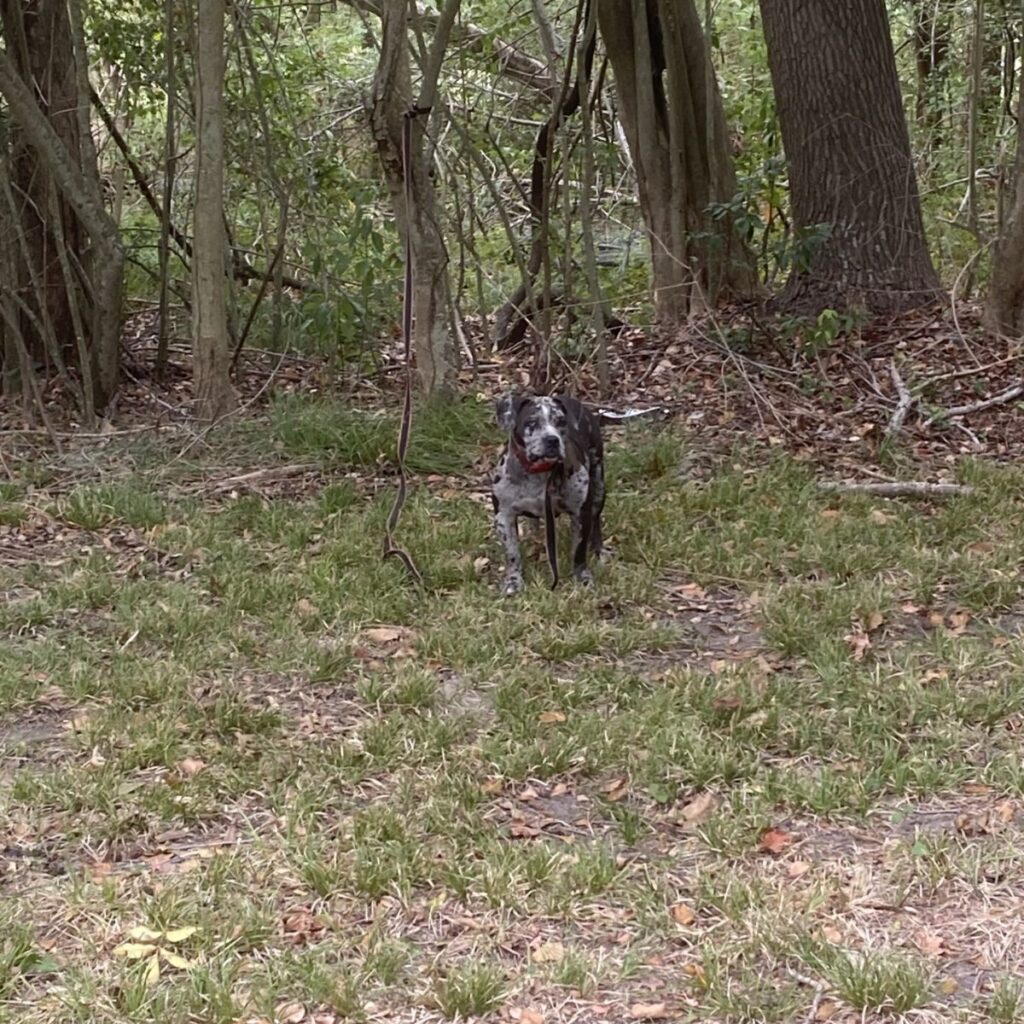 dog tied up in the woods