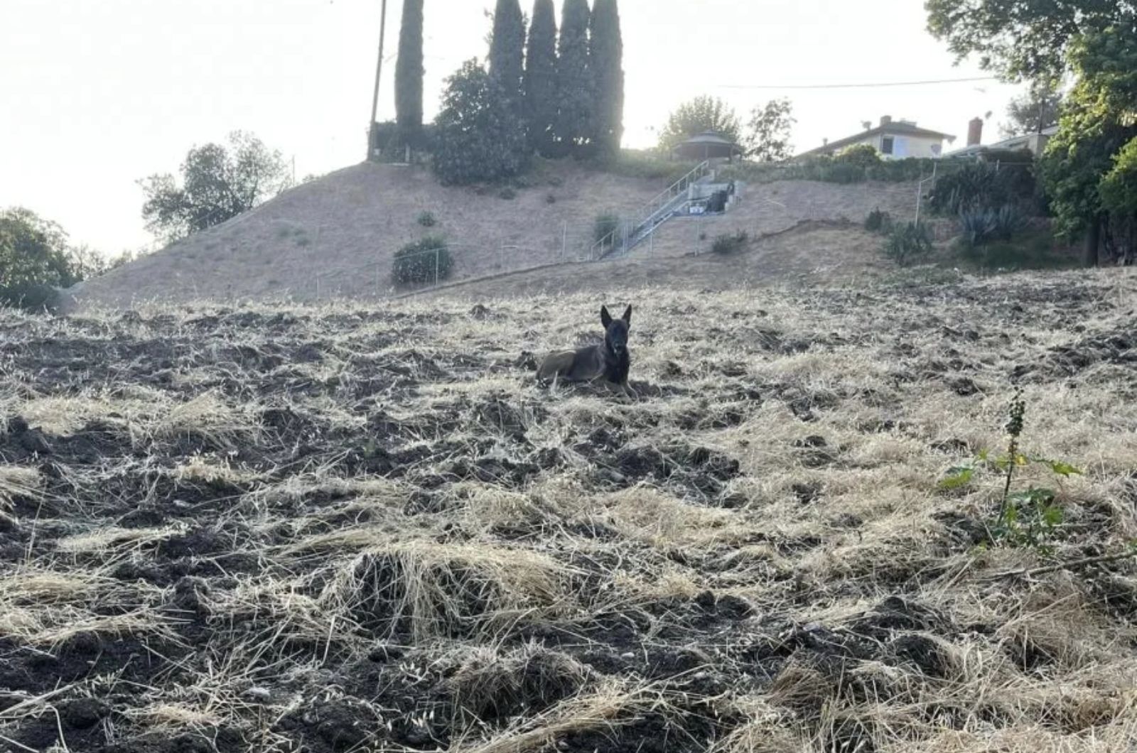 black dog on a hillside