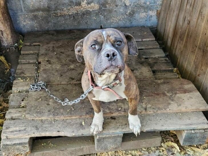 Chained dog
