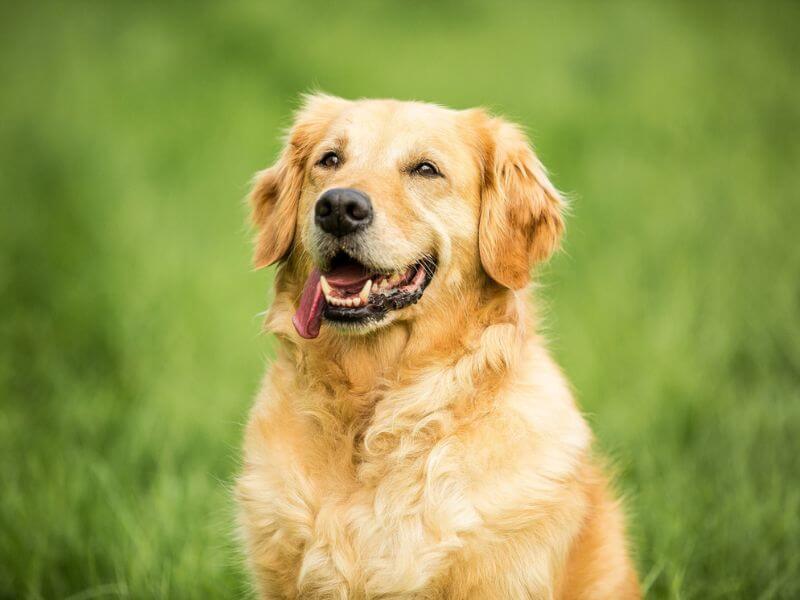 dog image