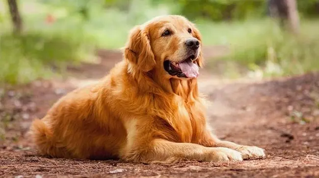 dog image 2