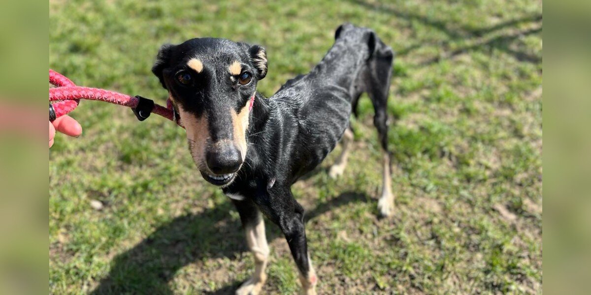 Recovered dog