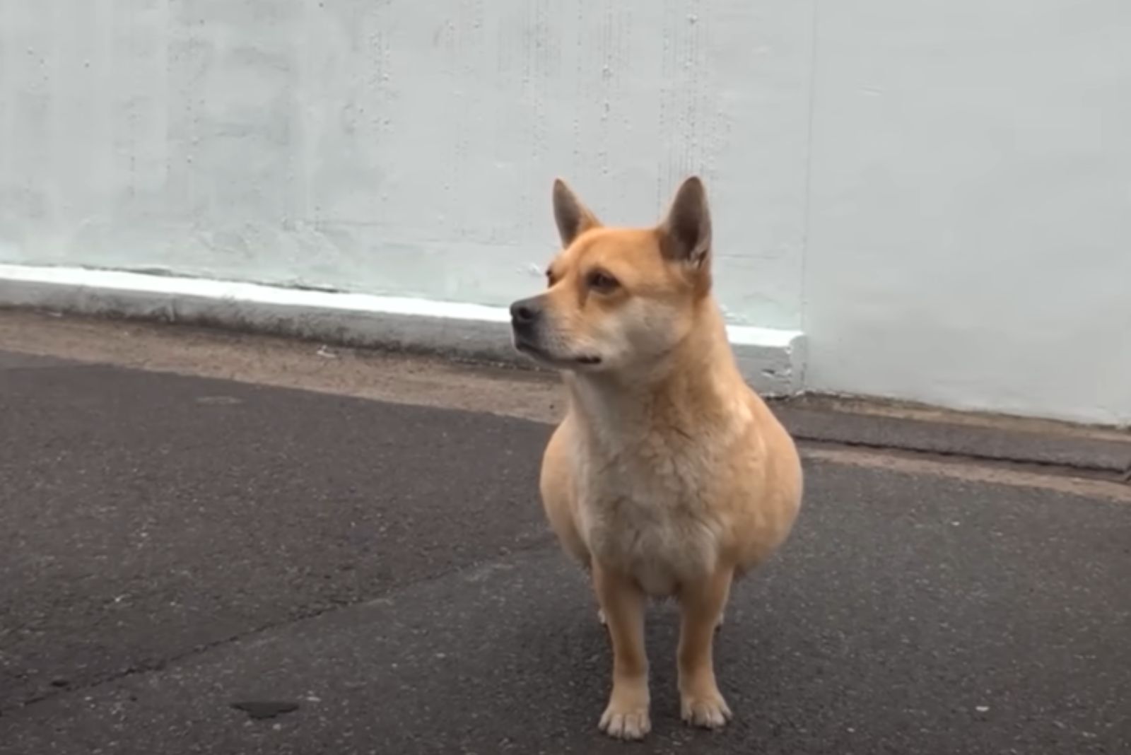 cute dog