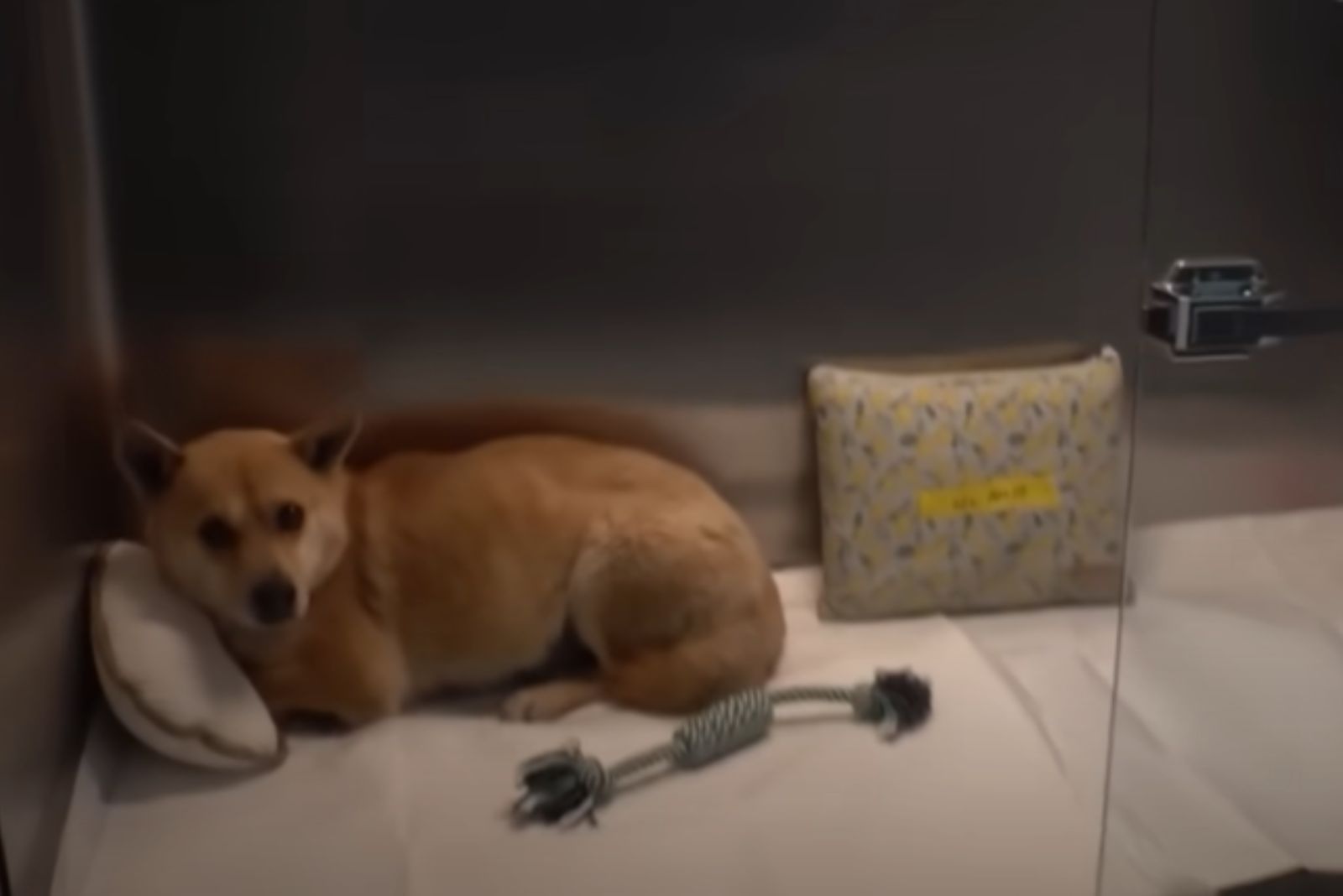 dog on pillow