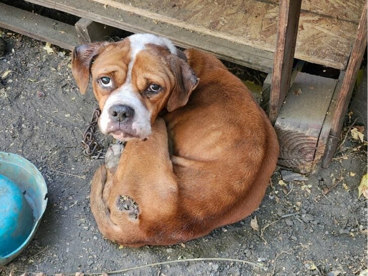 Dog tied to chain