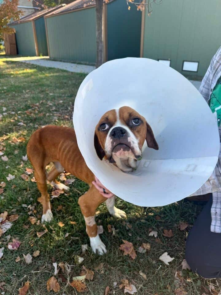 Dog with collar