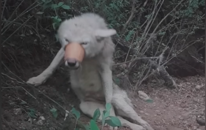 injured dog