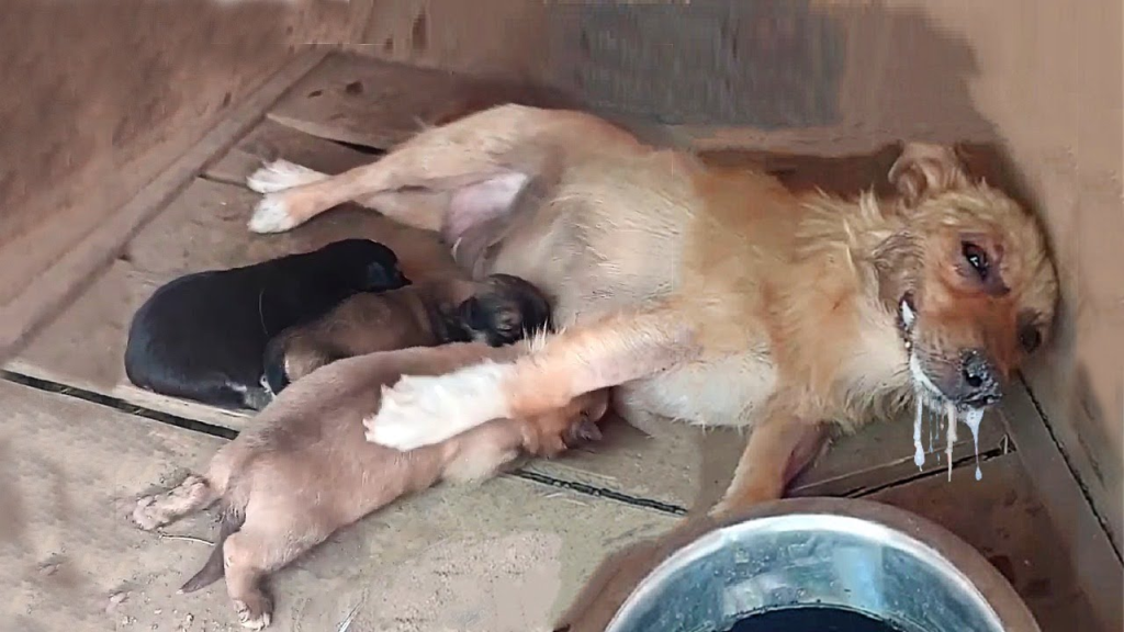 rescue scene