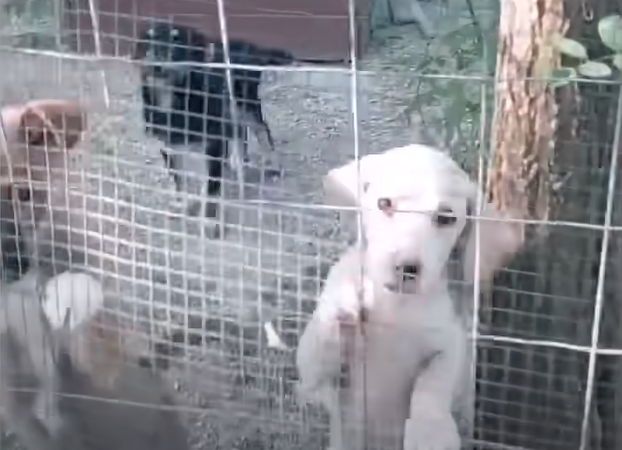 mother and puppies