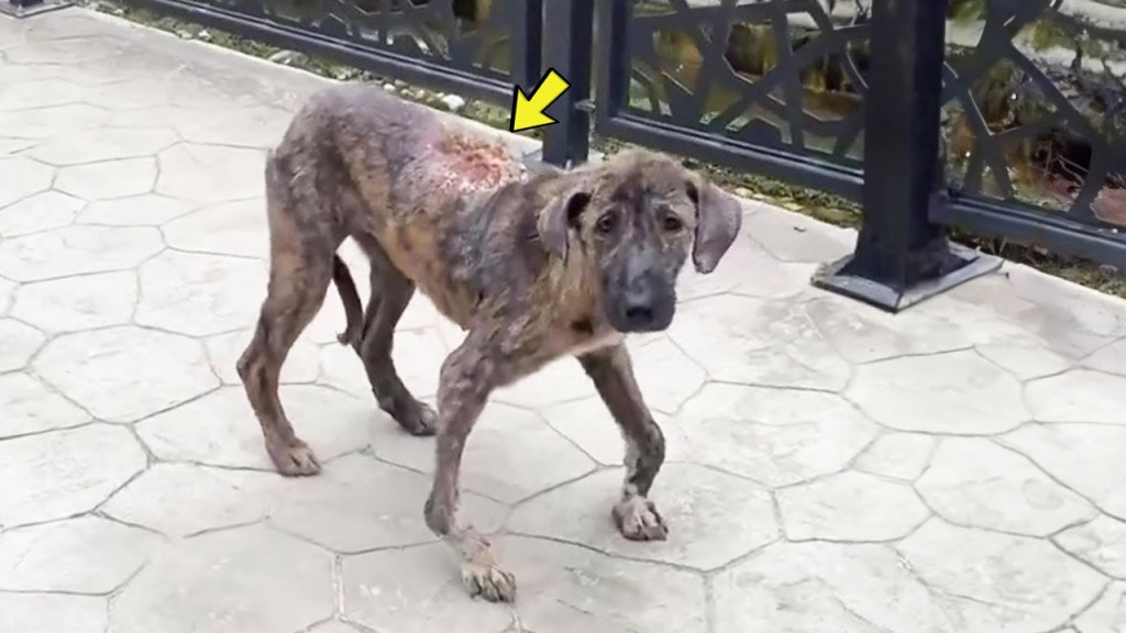 injured stray