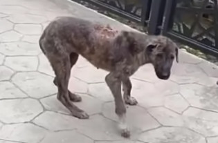 rescue team caring for dog