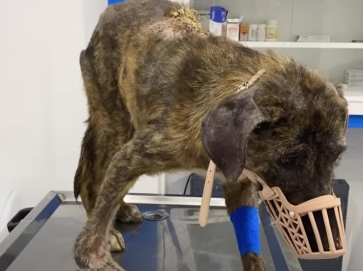 veterinary treatment