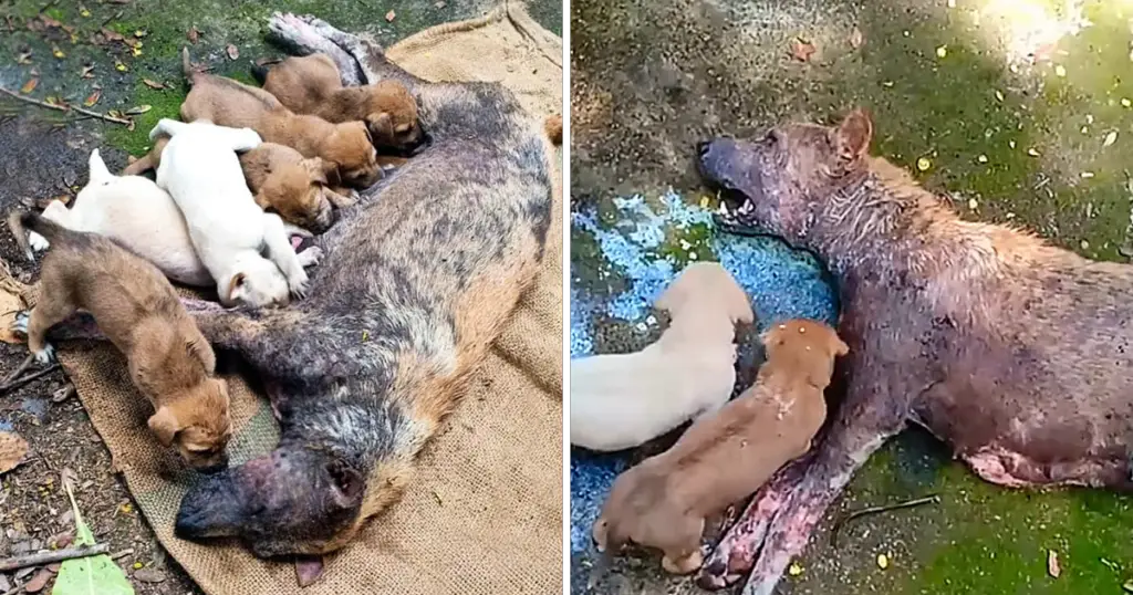 Mother and puppies
