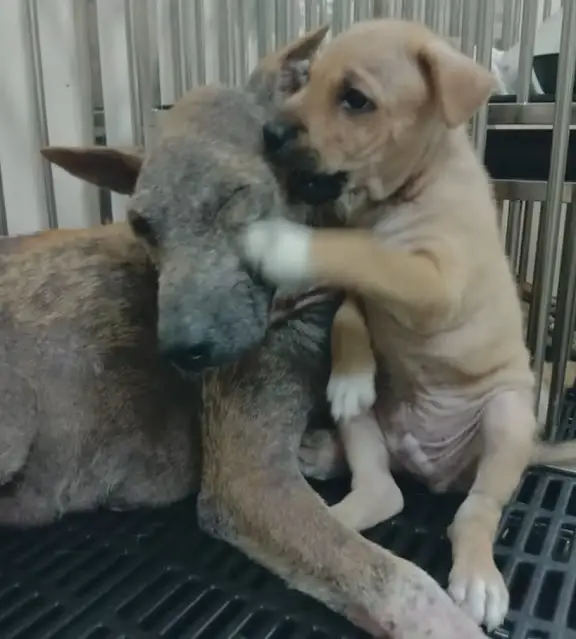 Puppies recovering