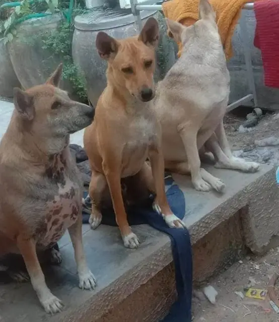 Adoptive family