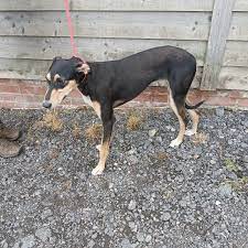 Hopeful dog