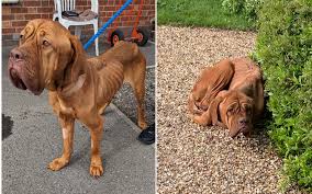 Neglected dog