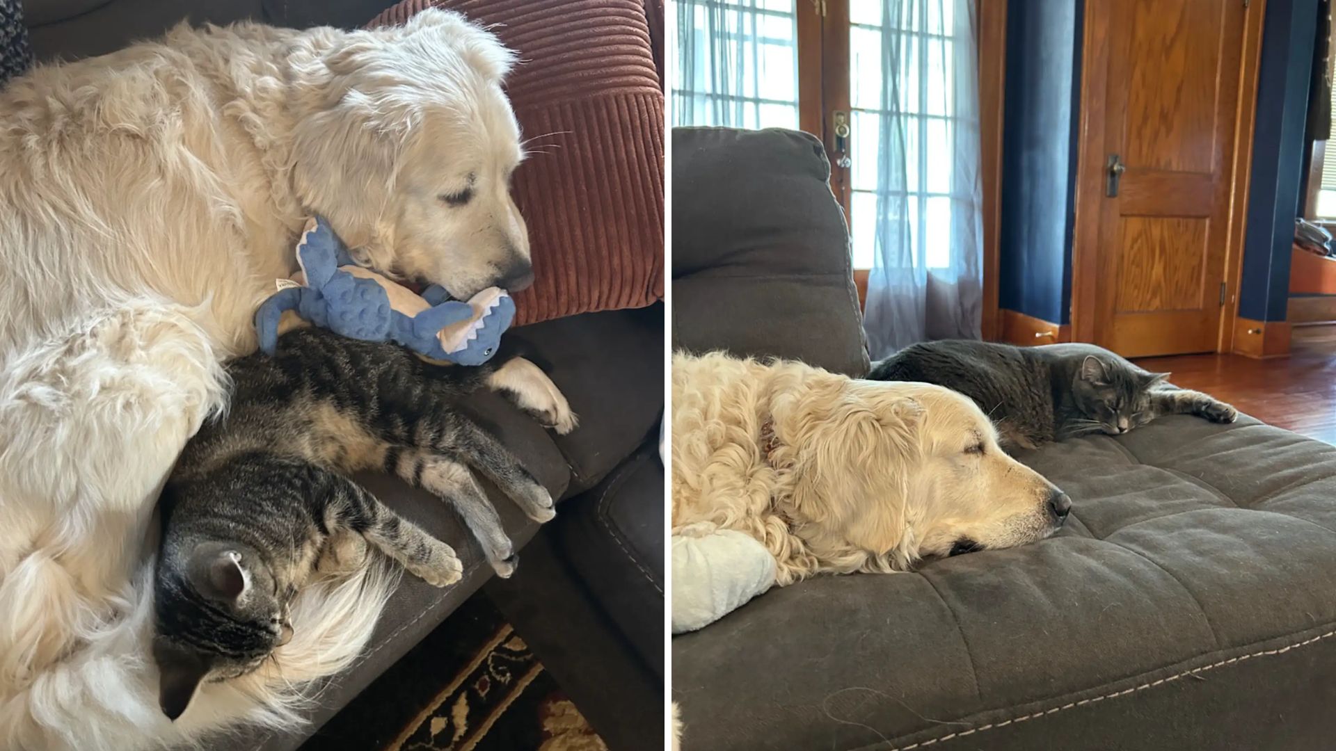 Indiana Dog Struggles With Being Alone