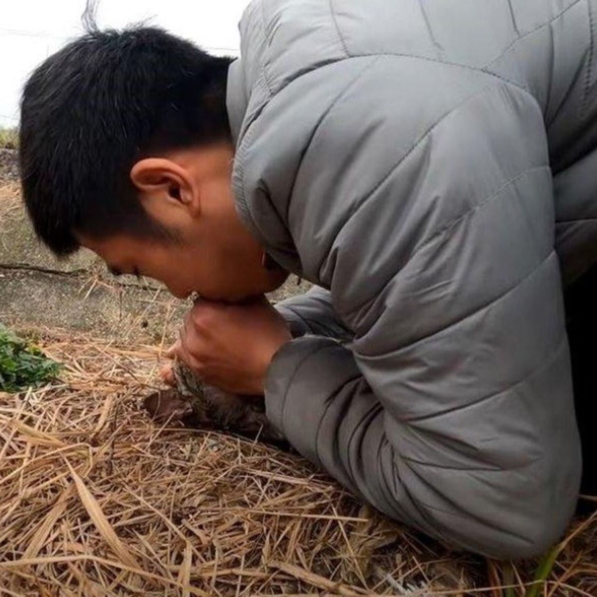 rescuer giving mouth-to-mouth to puppy