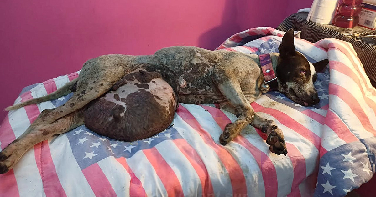Rescued dog with swollen belly