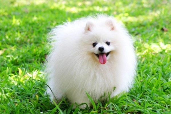 white-furred dog