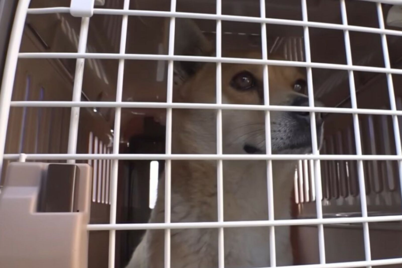 dog in crate