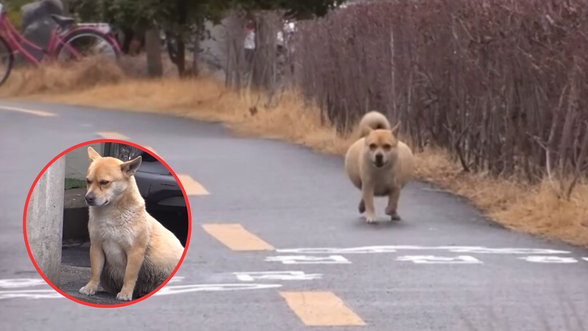 stray dog