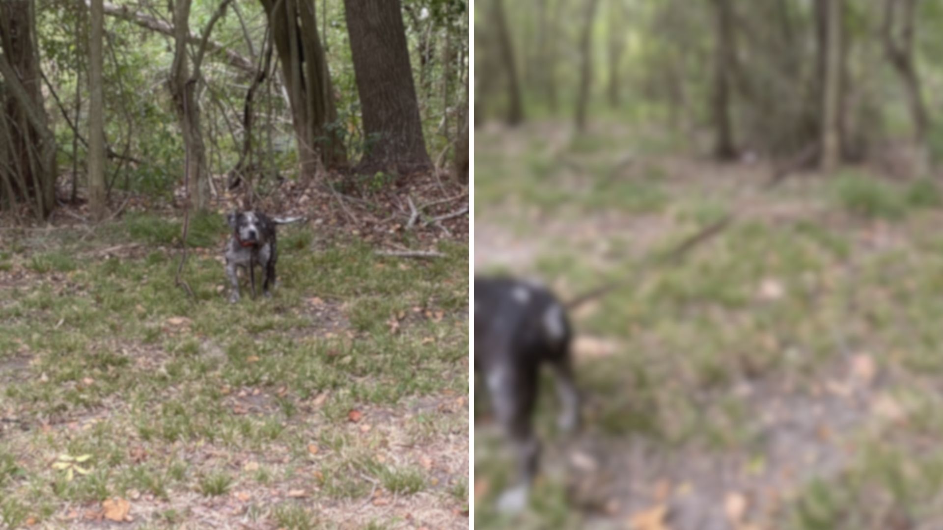rescue team emotional after finding dog