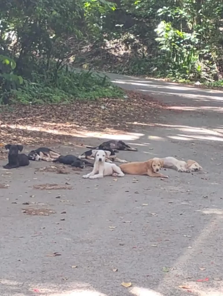 rescuer with puppies