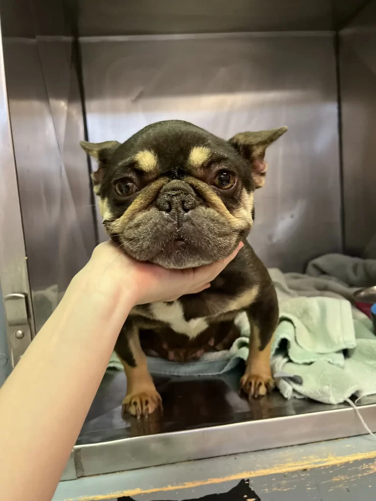 adopted pup