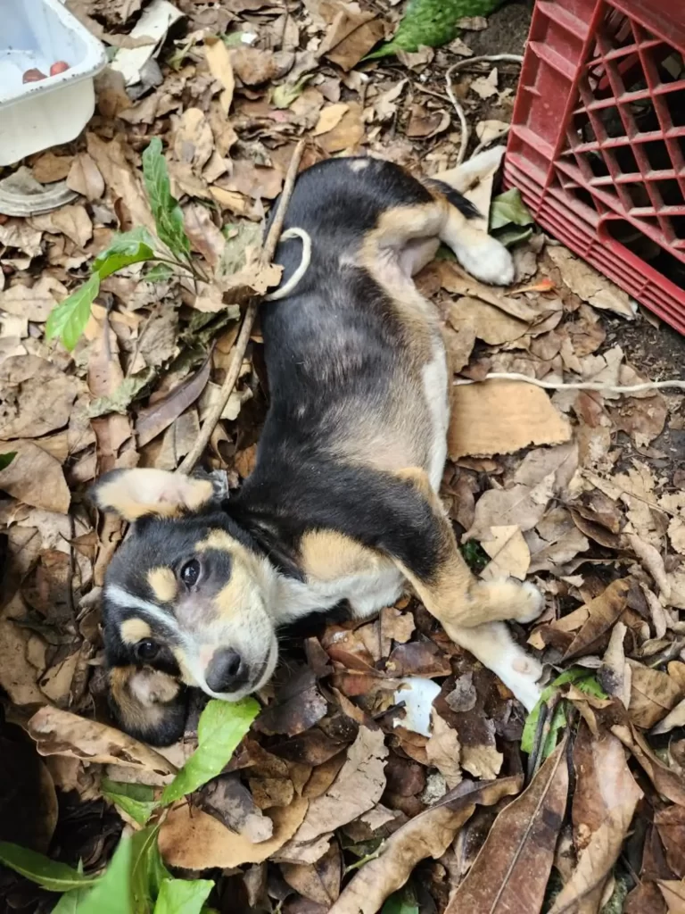 happy adopted puppy