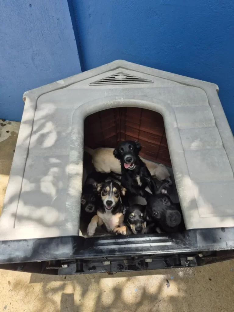 puppies resting at sanctuary