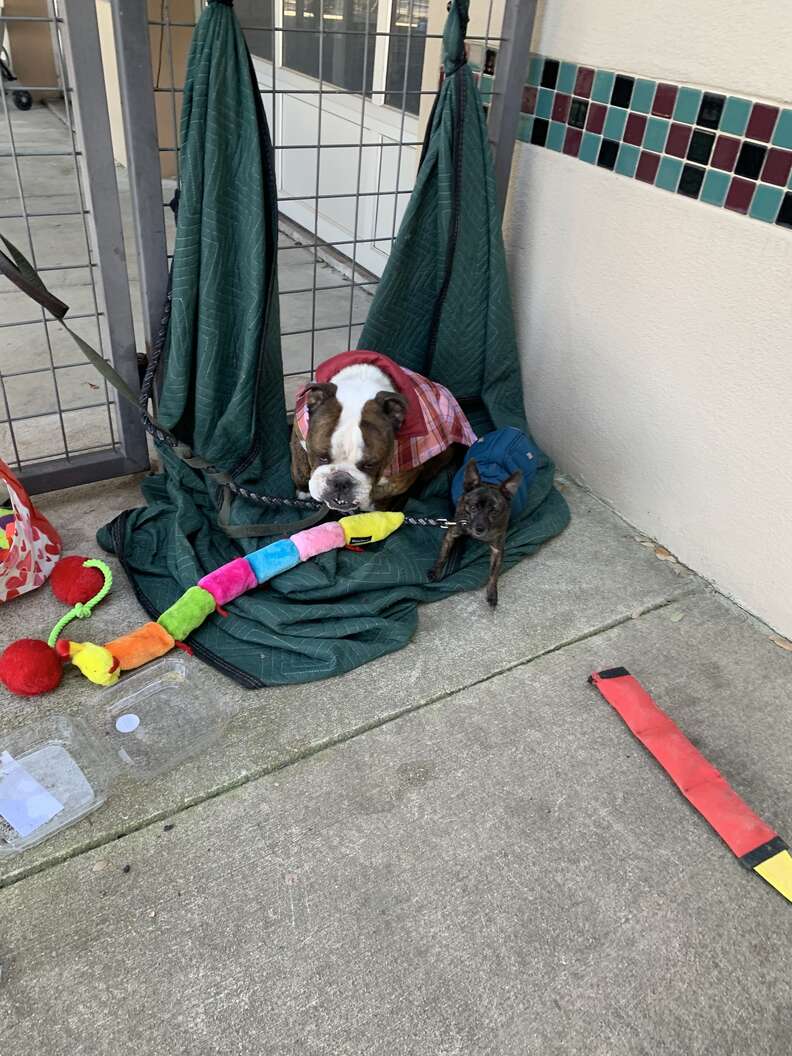 bulldog tied to gate