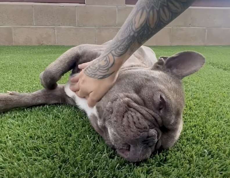 rescued Franchie