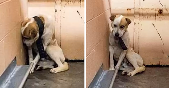 Stewart at shelter