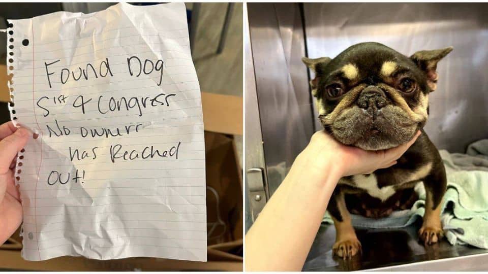 found dog