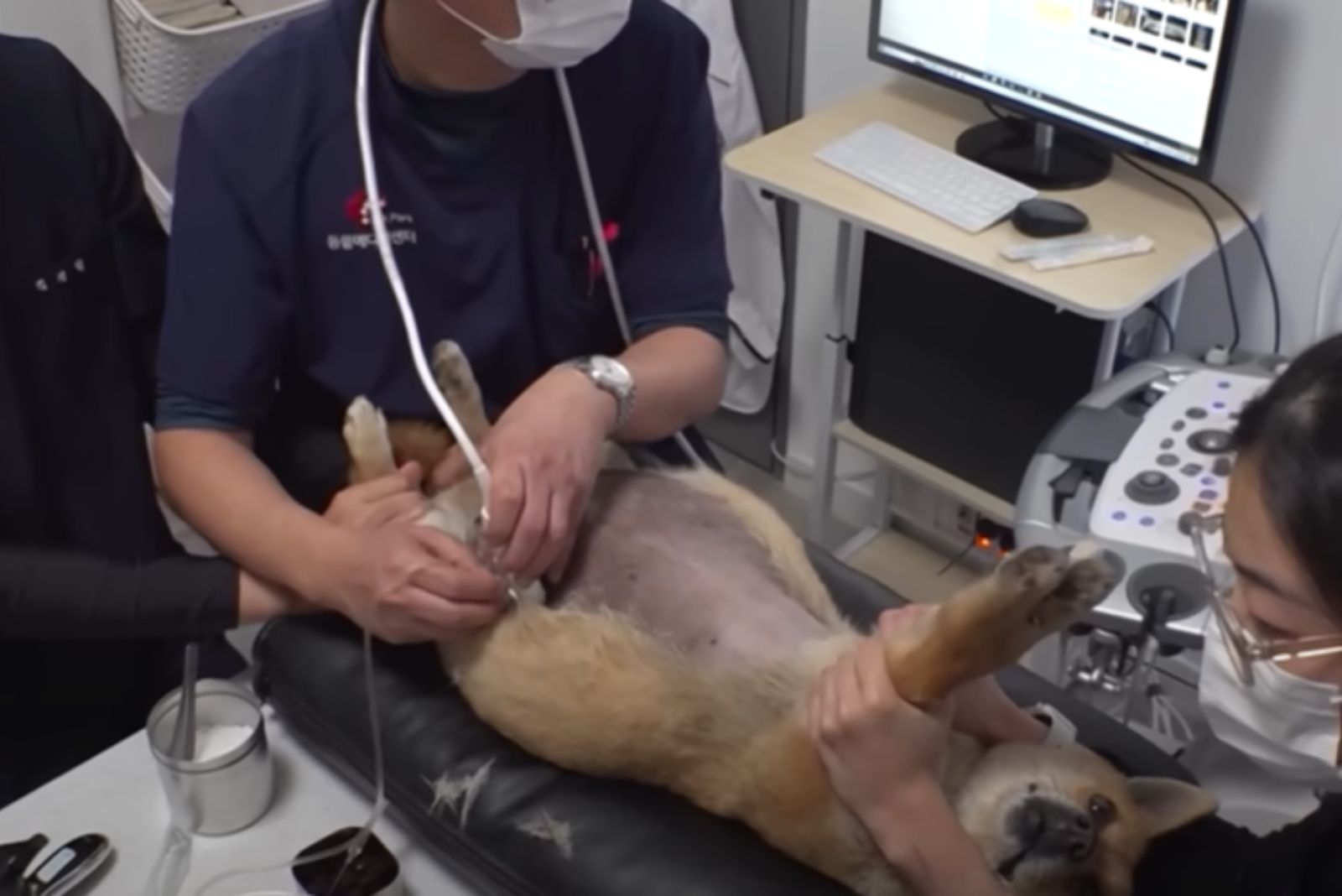 vets and dog