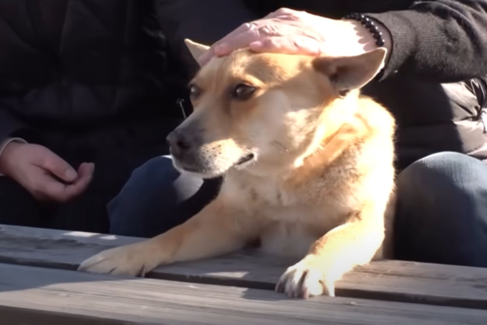 woman petting dog