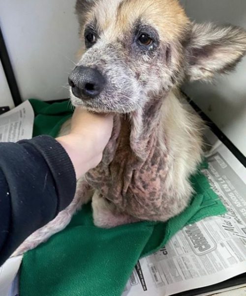 Veterinary checkup