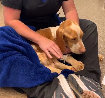 Dog under care