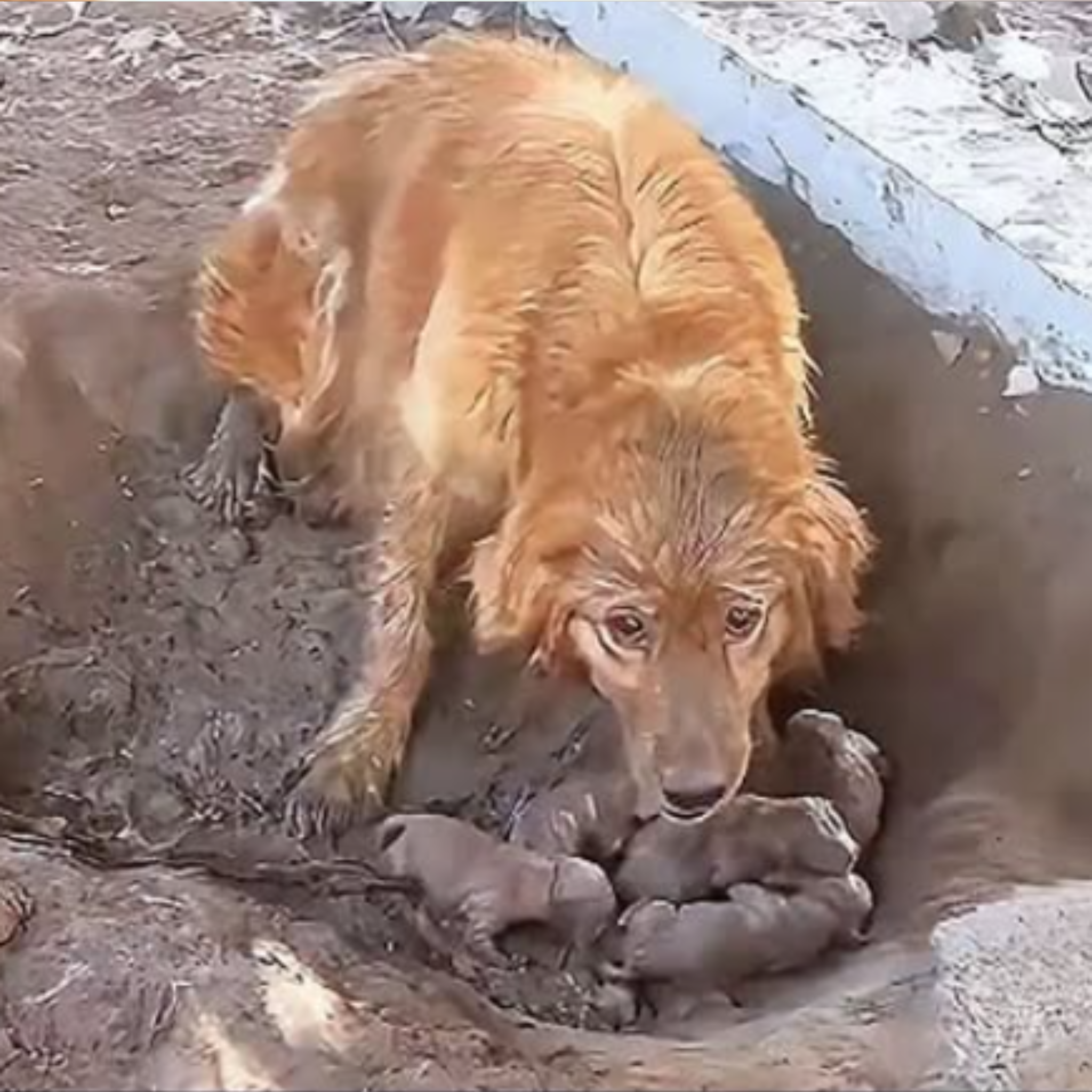 Mother dog and puppies