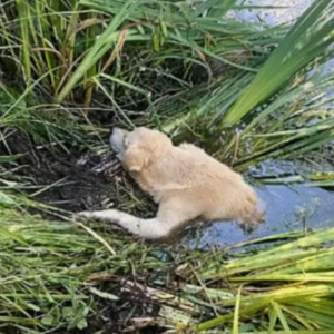 rescued dog in mud