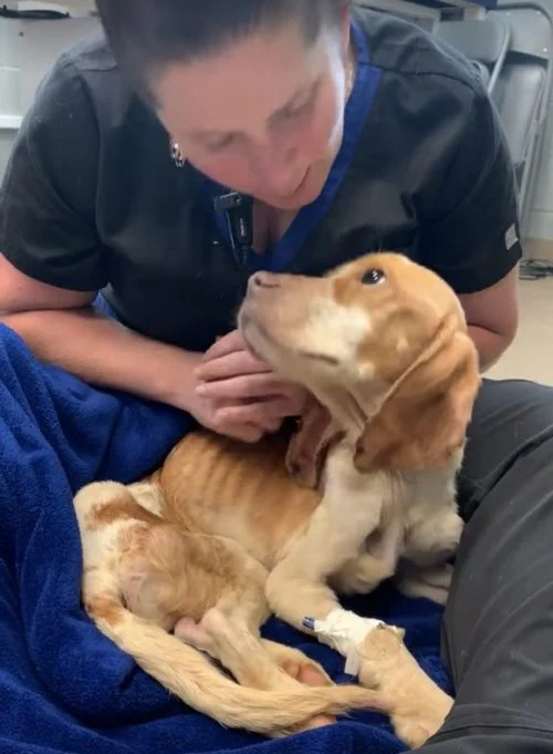 Animal care team
