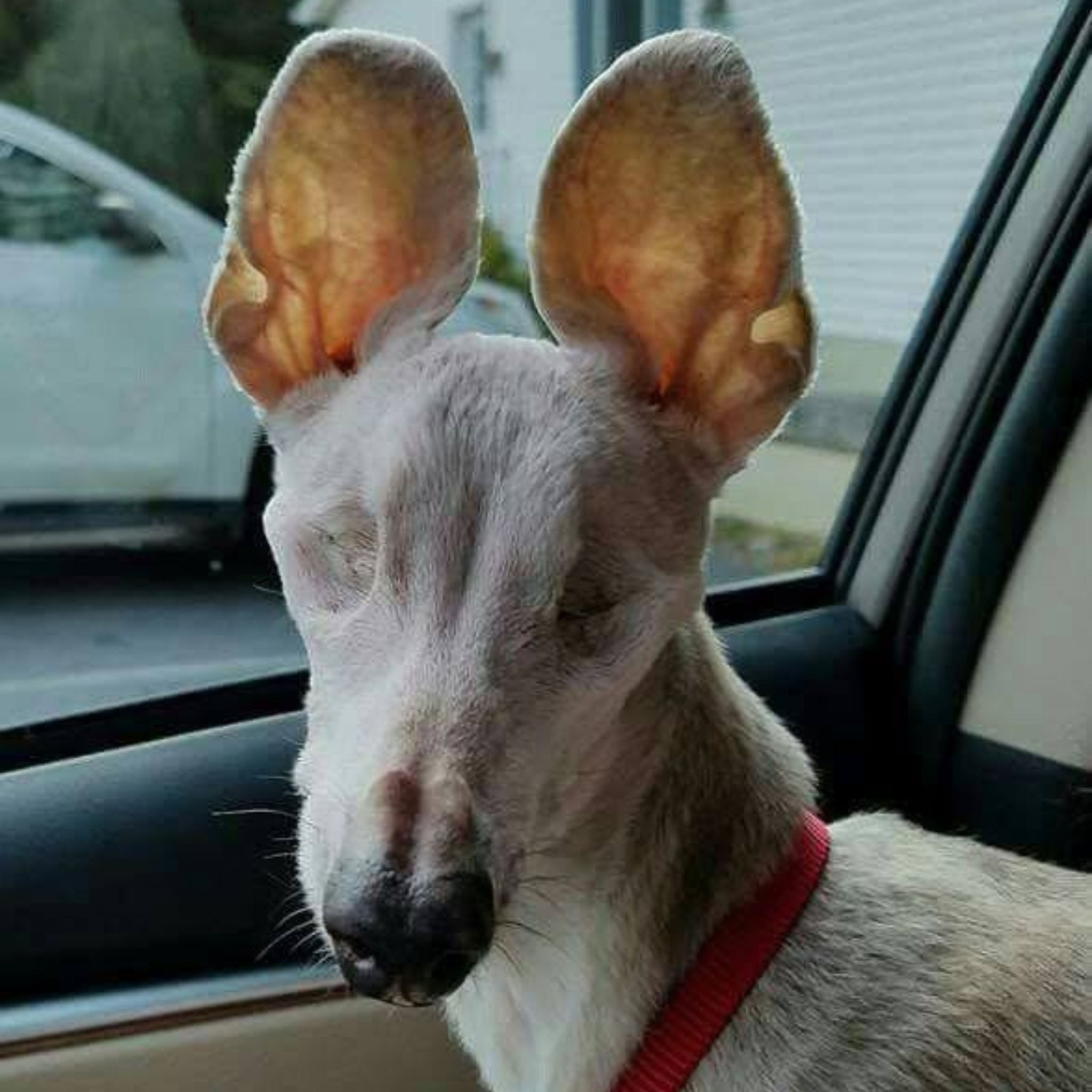 dog in car