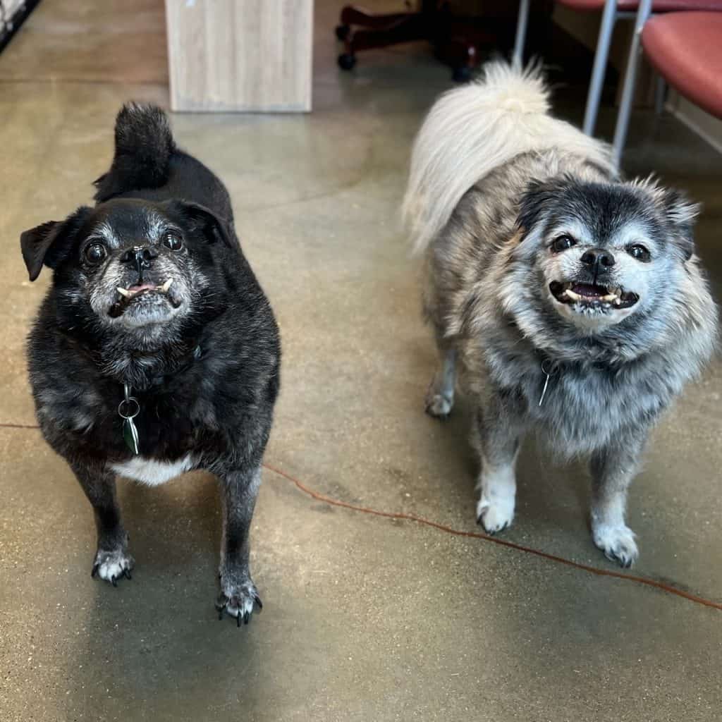 Woody and Bear waiting for adoption