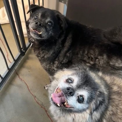 Woody and Bear in their new home